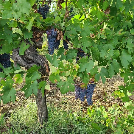 Casa Colonica ヴィラ ブーチネ